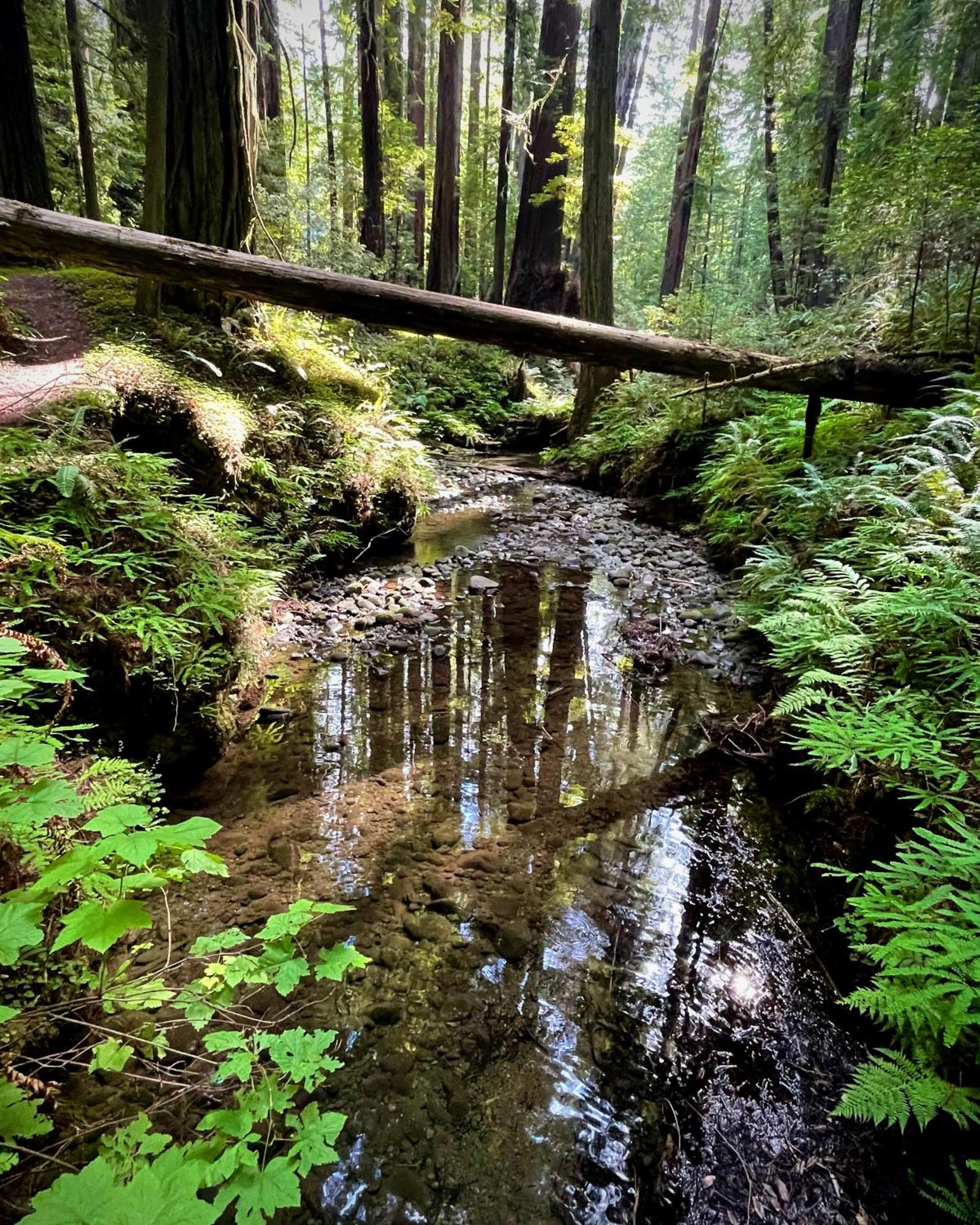 Holiday home Avenue Of The Giants Caraway