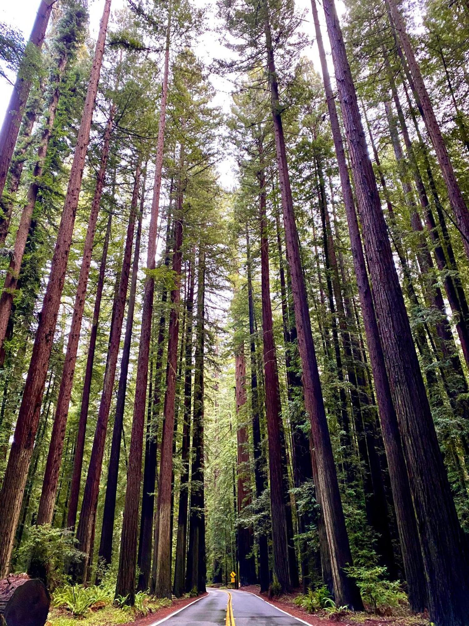 Avenue Of The Giants Caraway Holiday home *